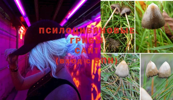 стаф Пересвет